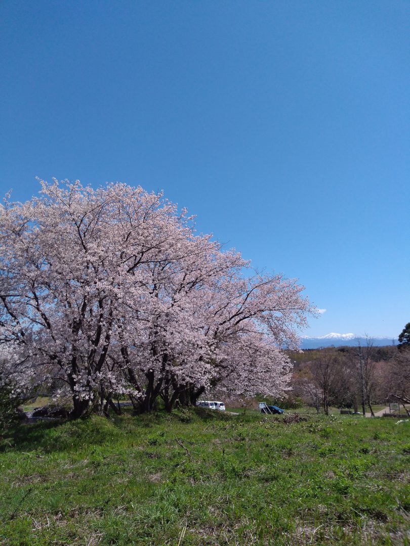 桜